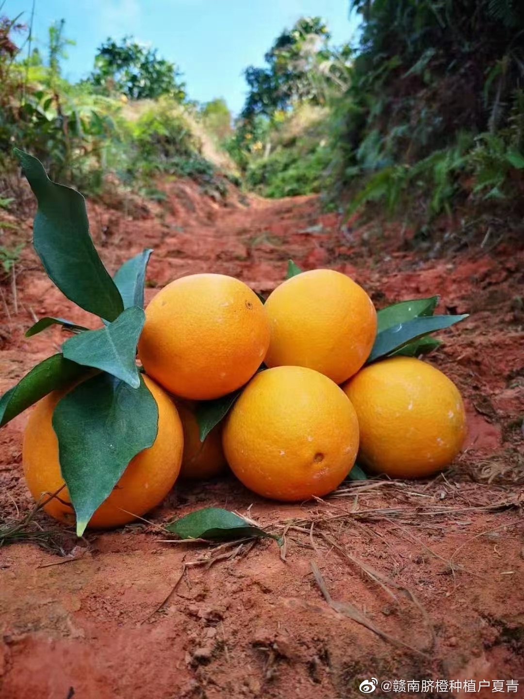 1604567339967702.png 1.jpg