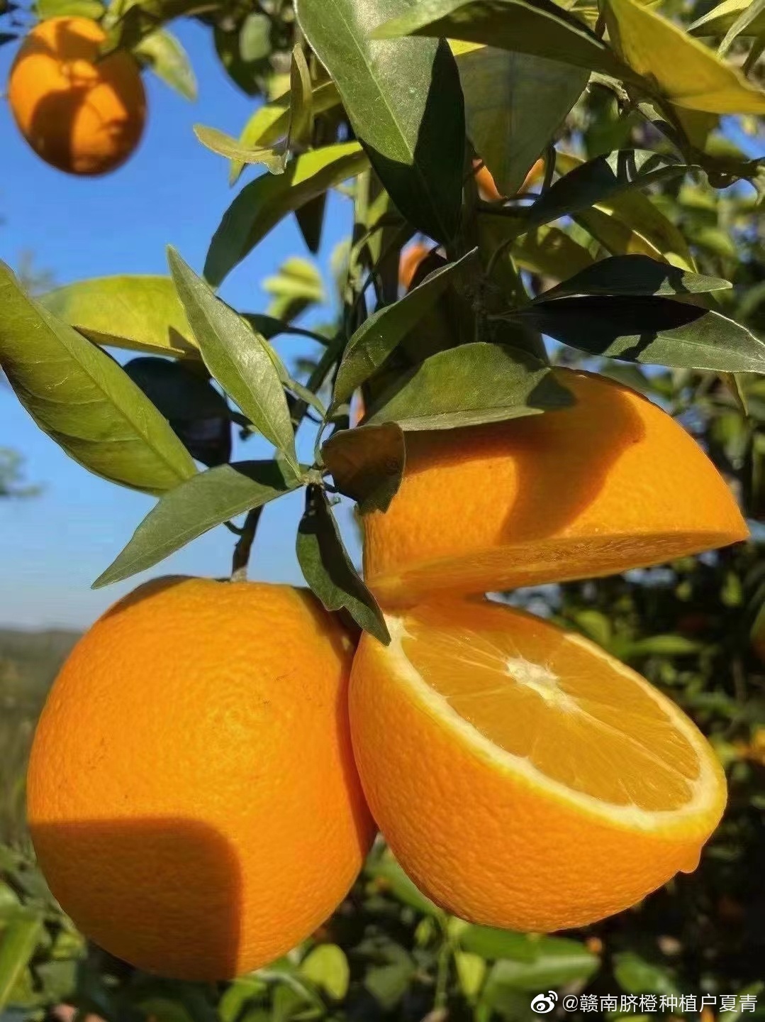 1604567339967702.png 2.jpg